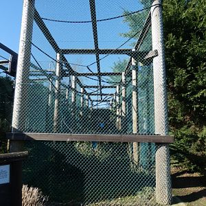 Golden-cheeked Gibbon enclosure (4)