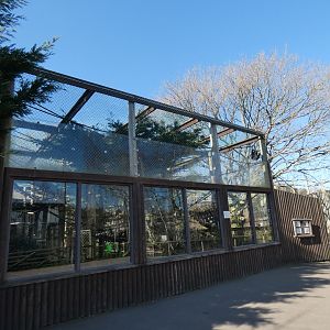 Lar/Mueller's Gibbon enclosure