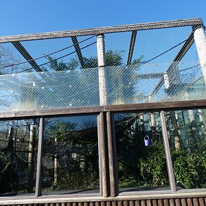 Agile/Lar Gibbon enclosure