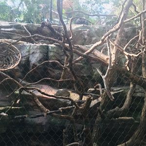 Tropics trail silver leaf langur exhibit