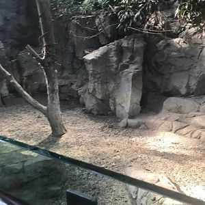 Tropics trail Malayan tapir exhibit