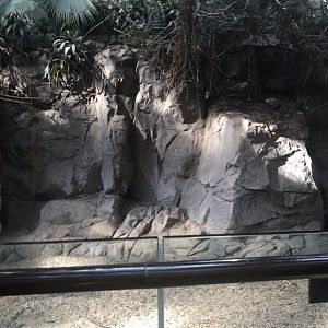 Tropics trail Malayan tapir exhibit