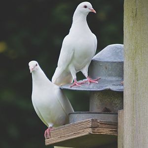 White Doves