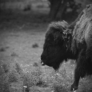 American Bison
