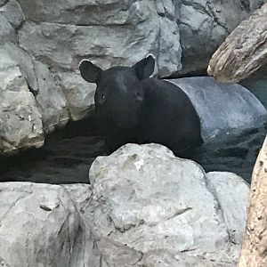 Tropics trail Malayan tapir