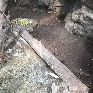 Tropics trail Asian forest tortoise exhibit