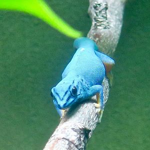 Turquoise Dwarf Gecko (Lygodactylus williamsi)