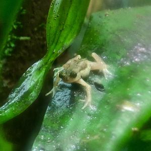 Kihansi Spray Toad (Nectophrynoides asperginis)