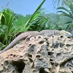 Blue Iguana (Cyclura lewisi)