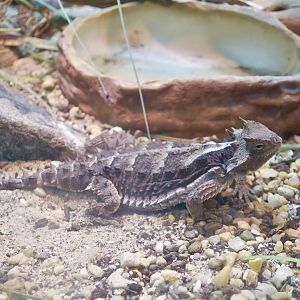 Giant Horned Lizard (Phrynosoma asio)