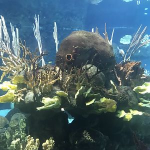 Tropics trail tropical  reef tank