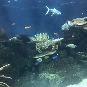 Tropics trail tropical reef tank