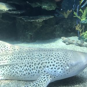 Tropics trail zebra shark