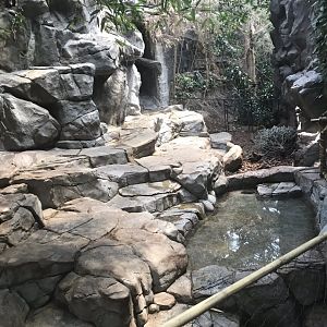 Tropics trail visayan warty pig exhibit