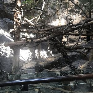 Tropics trail red panda & transcaspian urial exhibit