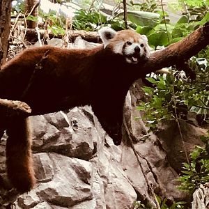 Tropics trail red panda