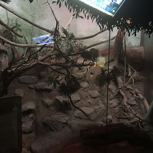 Tropics trail sloth and chinchilla exhibit