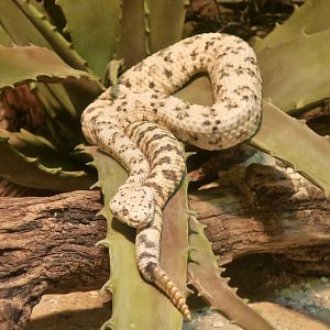 Speckled Rattlesnake (Crotalus mitchellii)