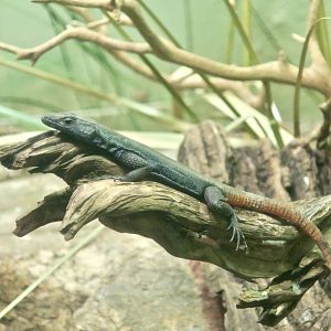Common Flat Lizard (Platysaurus intermedius)