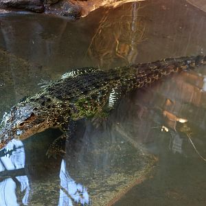Cuban Crocodile (Crocodylus rhombifer)