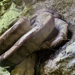Ringed Tree Boa (Corallus annulatus)