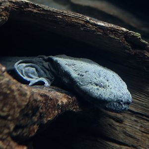 Eastern Hellbender (Cryptobranchus alleganiensis alleganiensis)