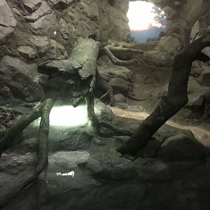 Tropics trail Burmese python exhibit