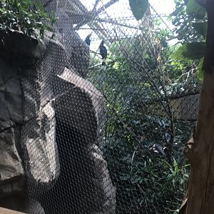 Tropics trail rhinoceros hornbill exhibit