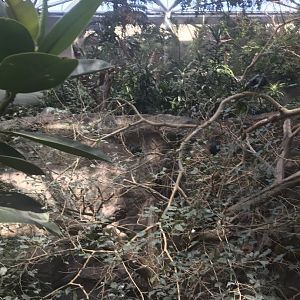 Tropics trail Asian forest aviary