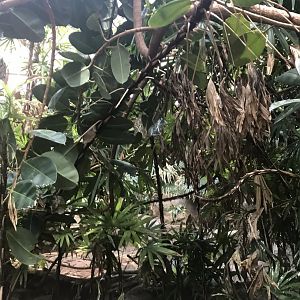 Tropics trail Asian forest aviary