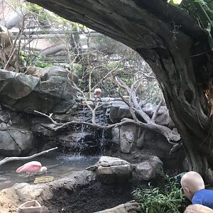 Tropics trail South American aviary