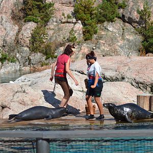 Captain Seasick's seal show in Kolmården - harbour and grey seal