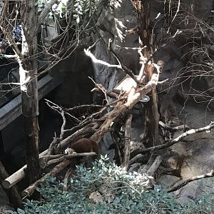 Tropics trail red panda & transcaspian urial exhibit