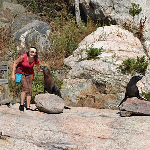 Captain Seasick's seal show in Kolmården - South African fur seals