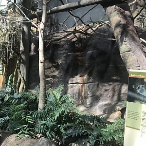 Tropics trail Bolivian gray titi monkey, Cotton-topped tamarin, and red rumped agouti exhibit