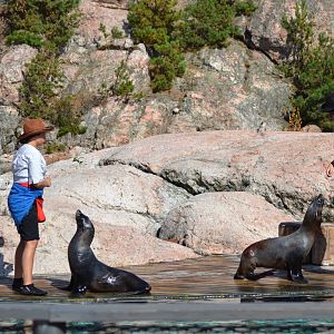 Cowboy duel in Captain Seasick's seal show in Kolmården