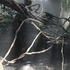 Tropics trail Bolivian gray titi monkey, cotton-topped tamarin, and red rumped agouti exhibit