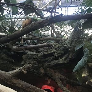 Tropics trail golden lion tamarin & 3 banded armadillo exhibit