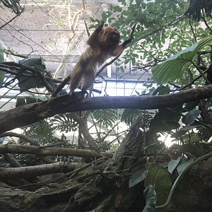 Tropics trail angry tamarin