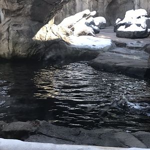 Russias grizzly coast sea otter exhibit