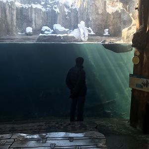 Russia’s grizzly coast sea otter exhibit