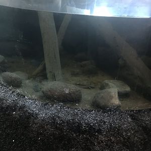 Russia’s grizzly coast rainbow trout tank