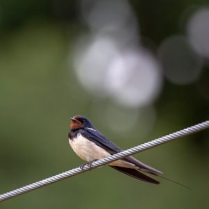 Barn swallow (wild) : Whipsnade : 29 Jun 2020