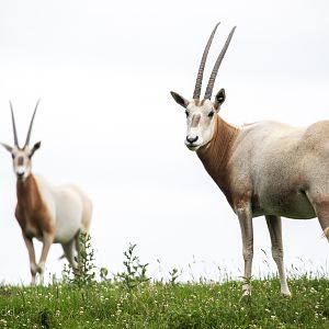 Scimitar-horned oryx : Whipsnade : 29 Jun 2020