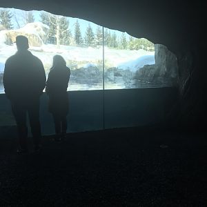 Russia’s grizzly coast Alaskan brown bear exhibit