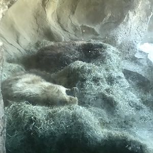 Russia’s grizzly coast bear den