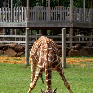 Reticulated giraffe : Whipsnade : 29 Jun 2020