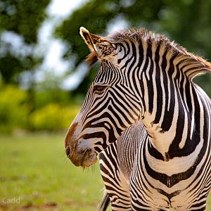 Grévy's zebra : Whipsnade : 29 Jun 2020
