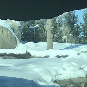 Russia’s grizzly coast Alaskan brown bear exhibit