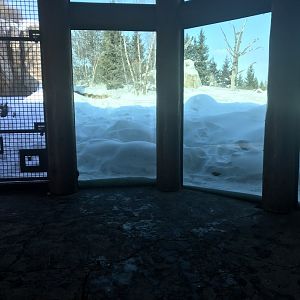 Russia’s grizzly coast Alaskan brown bear exhibit